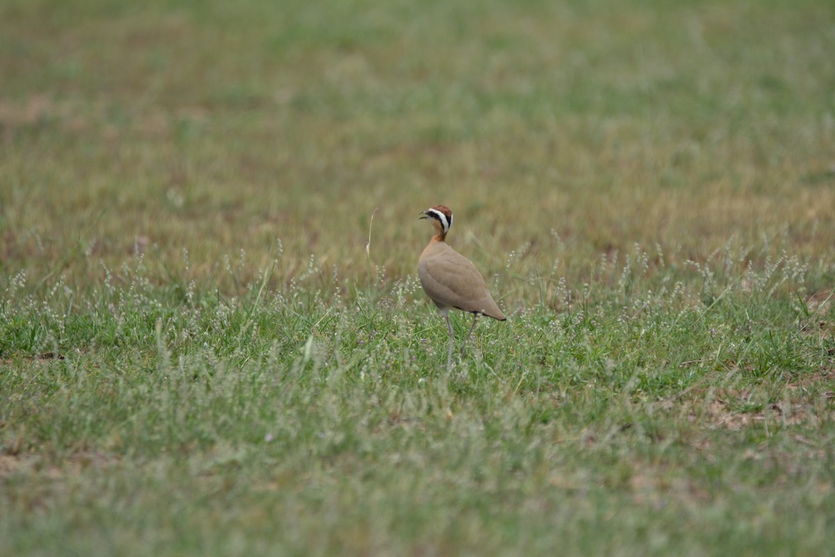 Indian Courser - ML128647031