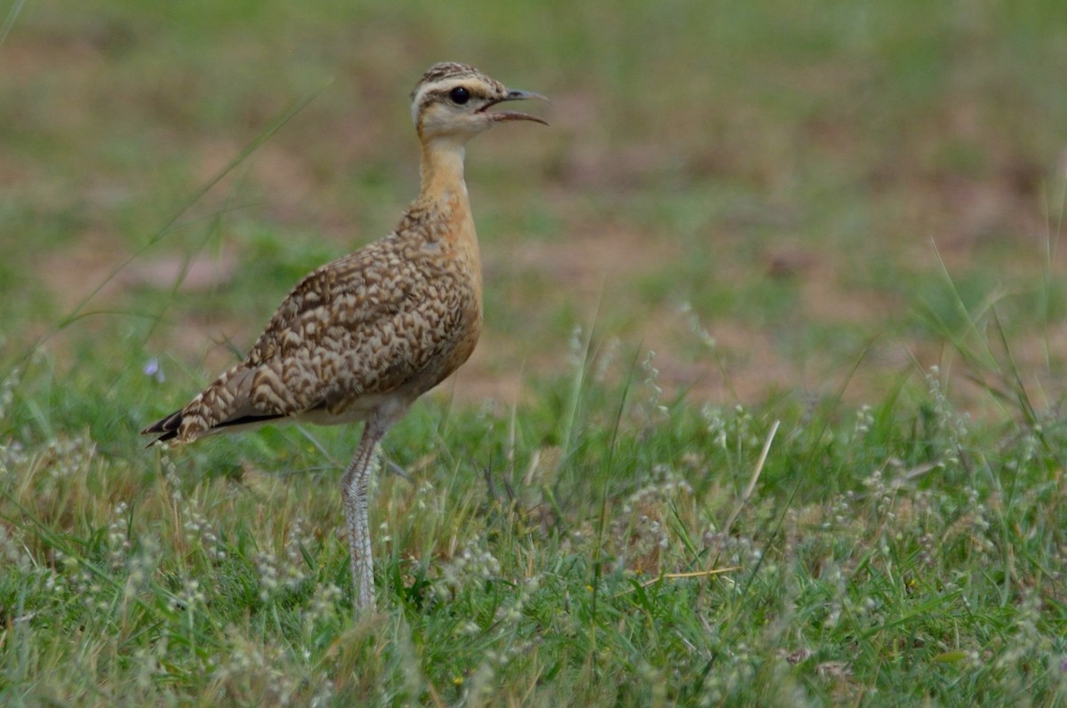 Indian Courser - ML128647041