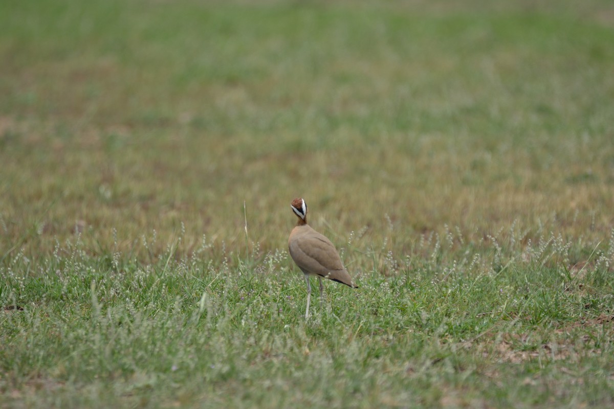 Indian Courser - ML128647071