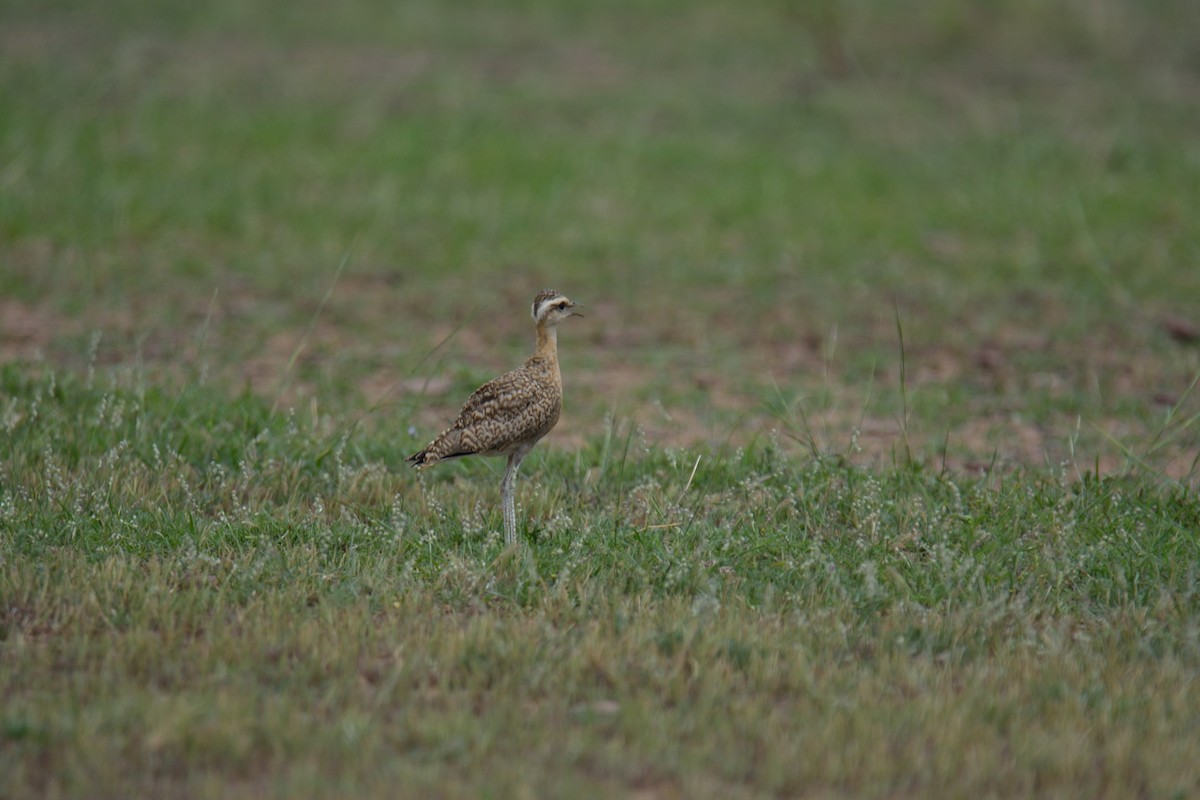 Indian Courser - ML128647091