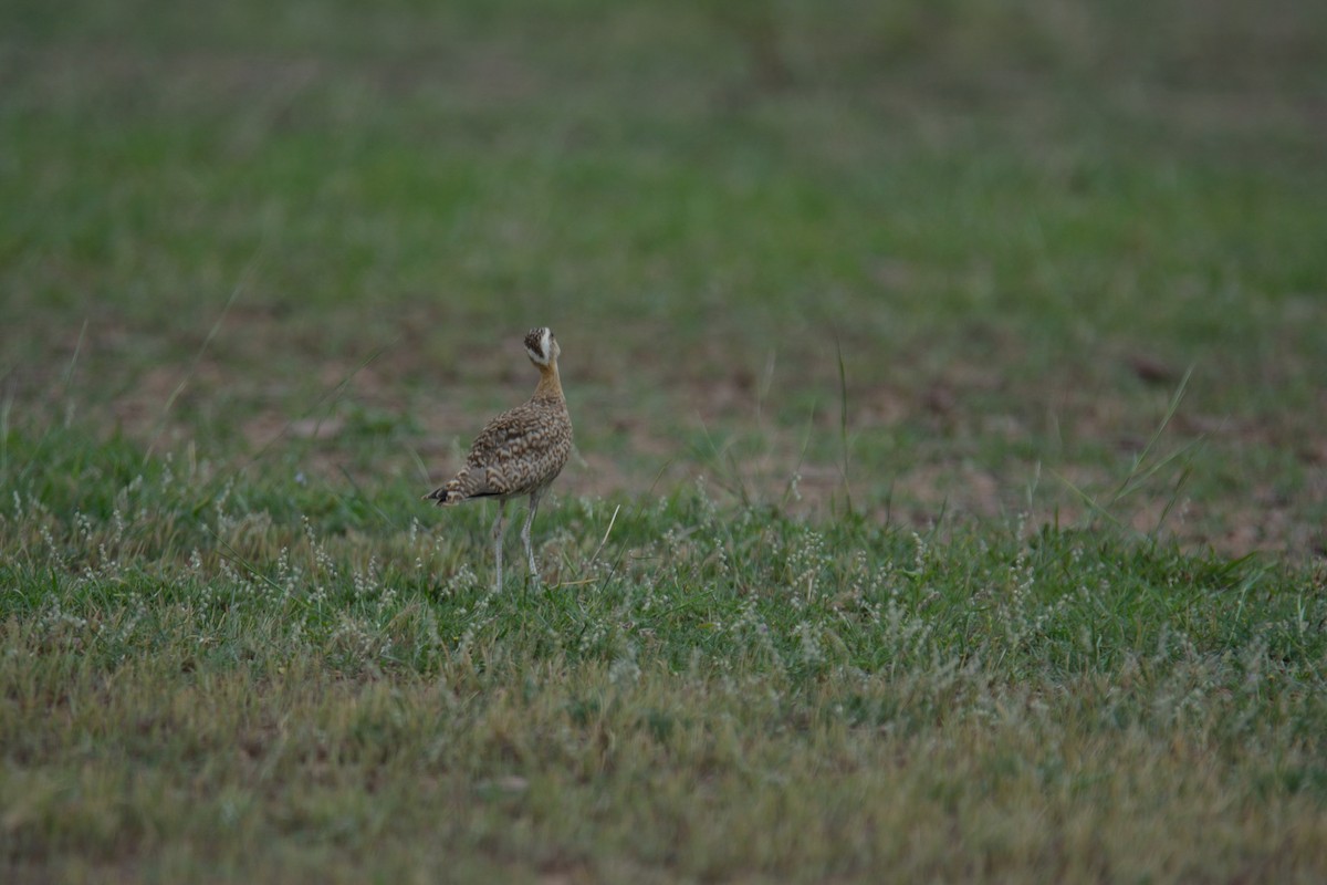 Indian Courser - ML128647191