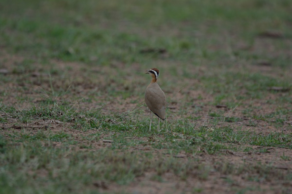 Indian Courser - ML128647251