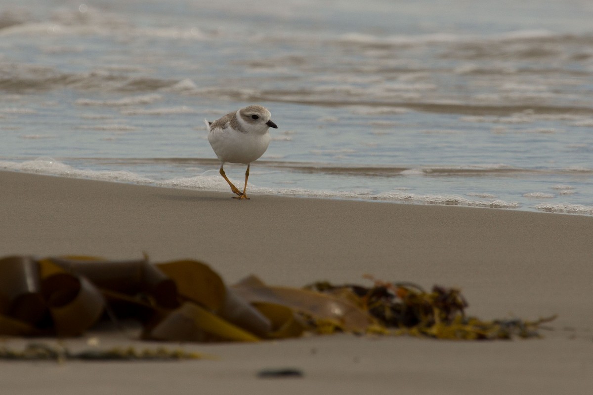 Piping Plover - ML128647721