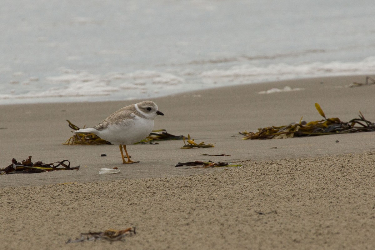 Piping Plover - ML128647731