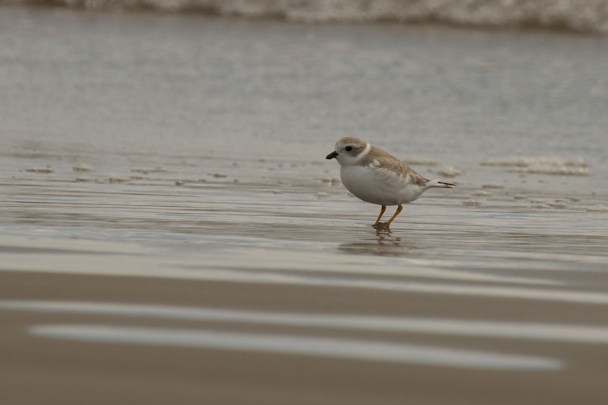 Piping Plover - ML128647751