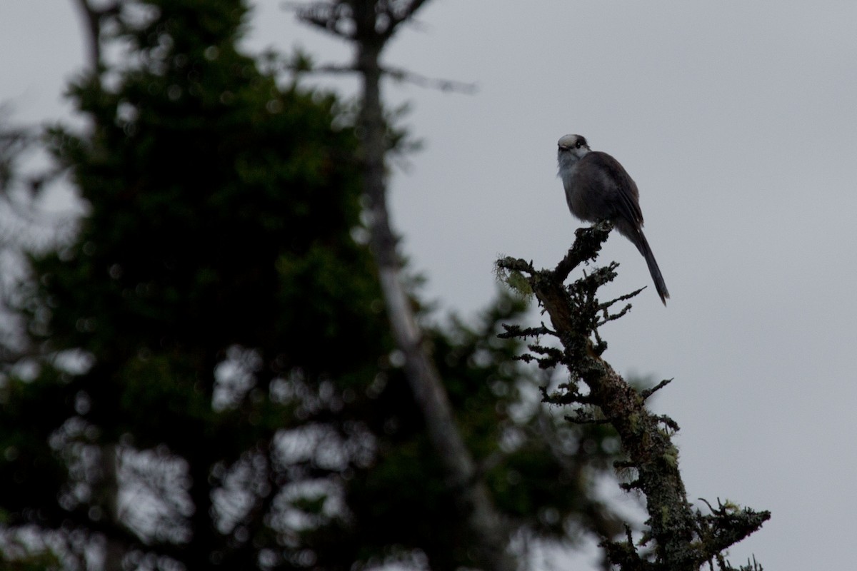 Canada Jay - ML128648001