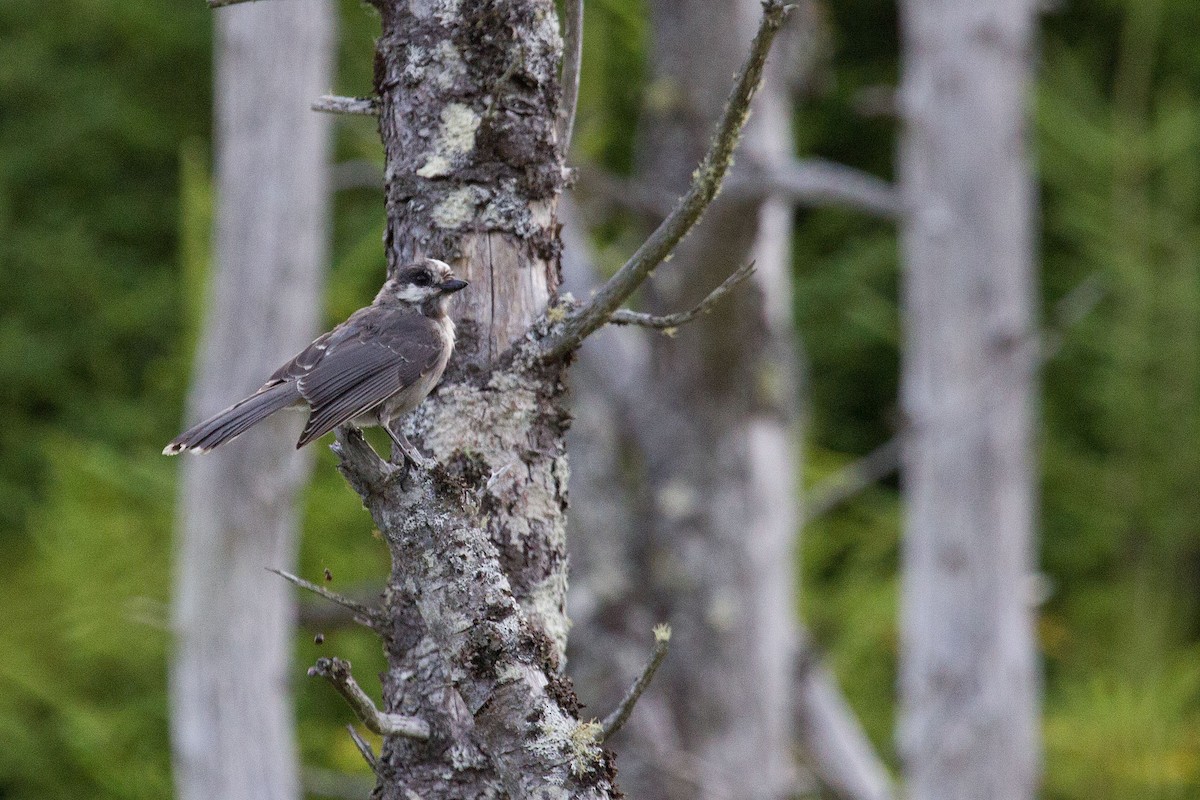 Canada Jay - ML128648011