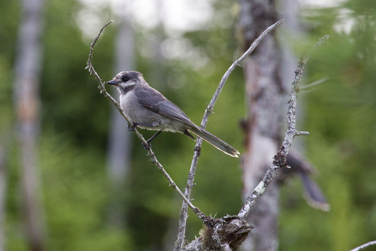 Canada Jay - ML128648041