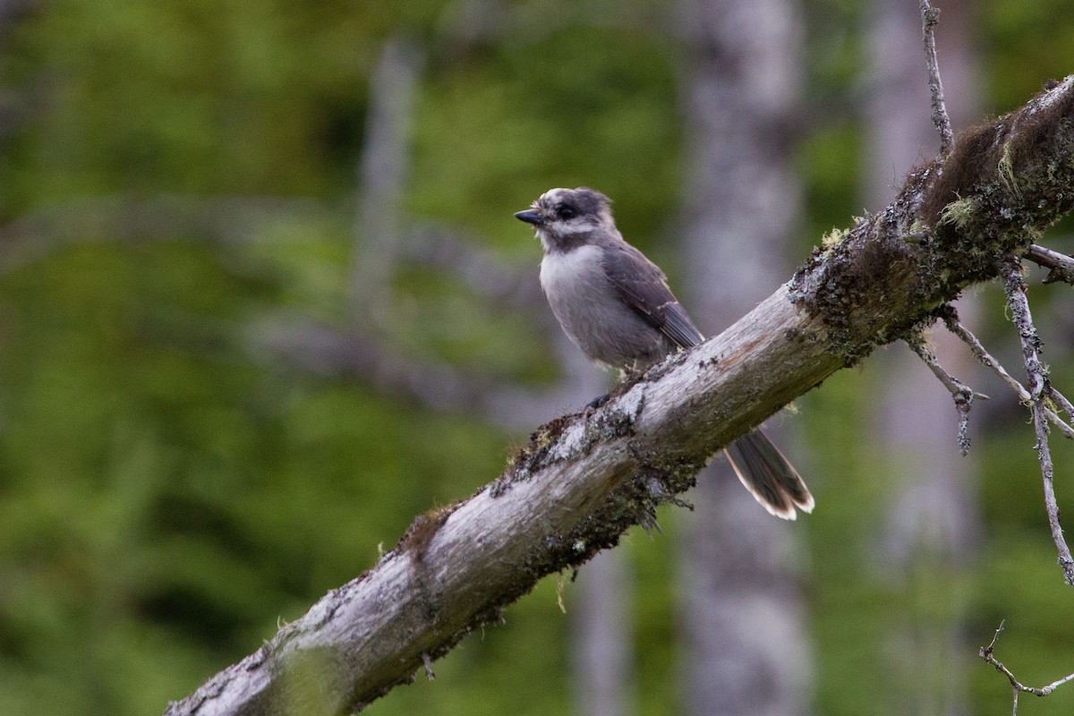 Canada Jay - ML128648061