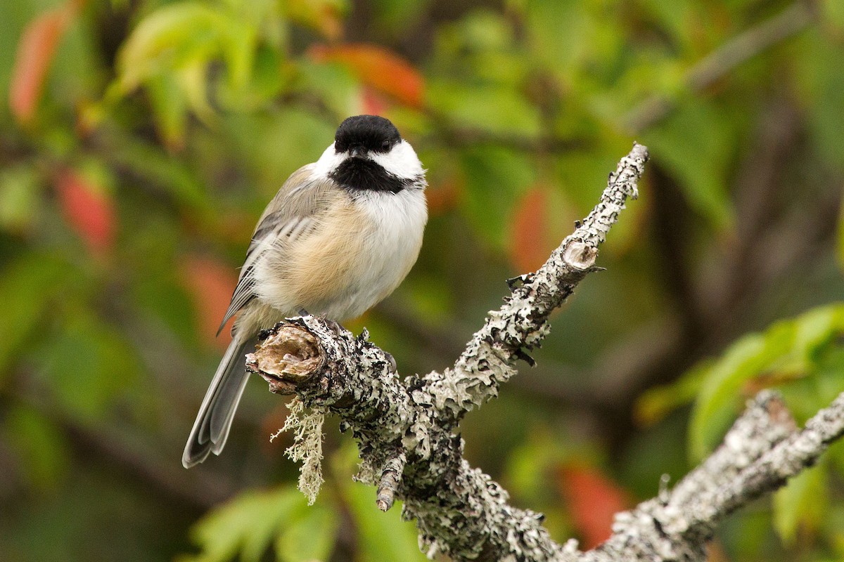 Black-capped Chickadee - ML128648081