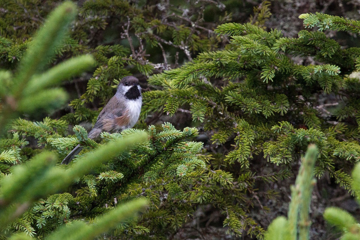 Boreal Chickadee - ML128648101