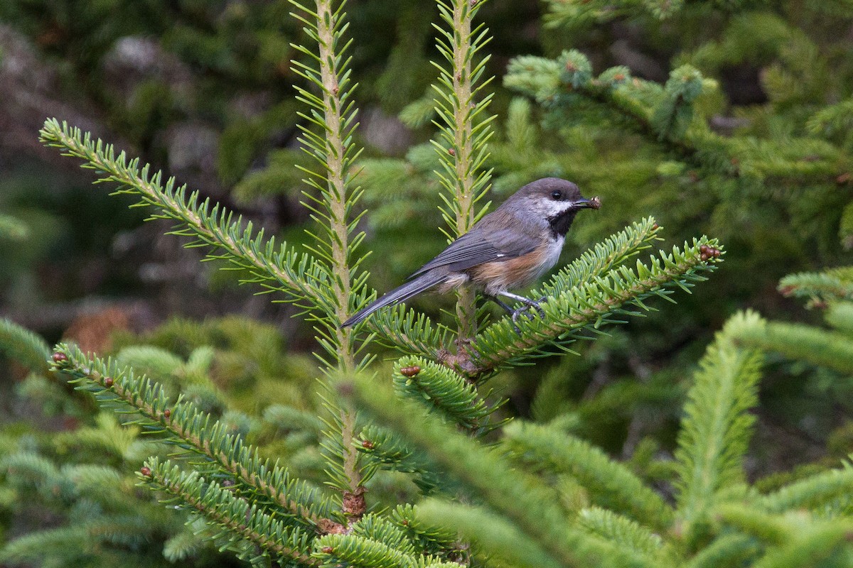 Boreal Chickadee - ML128648121