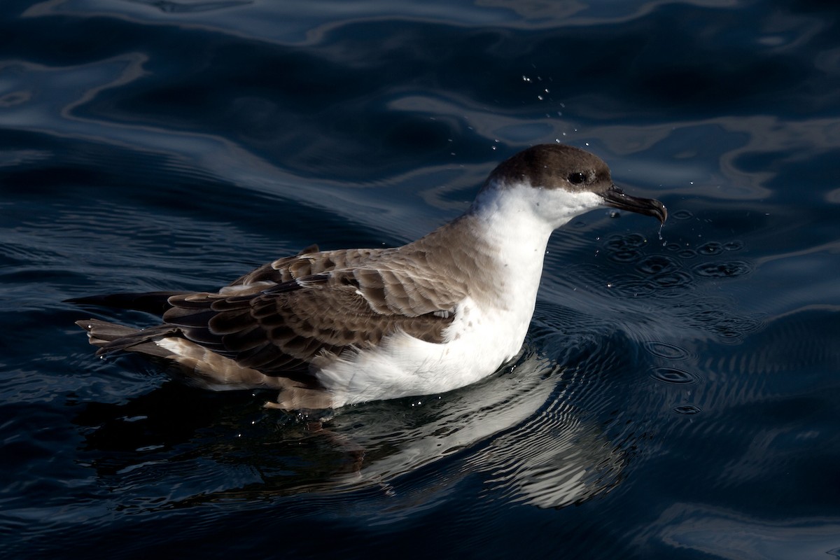 Great Shearwater - ML128648531