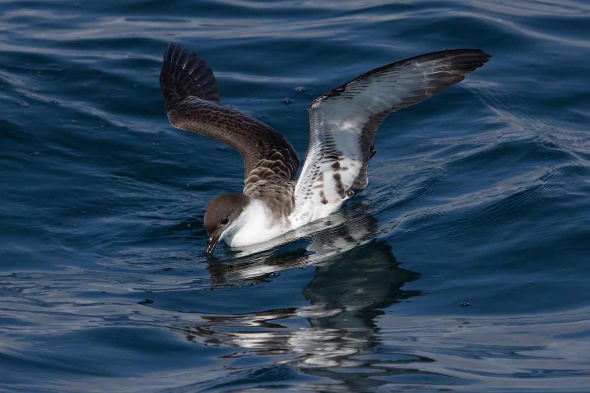 Great Shearwater - ML128648541