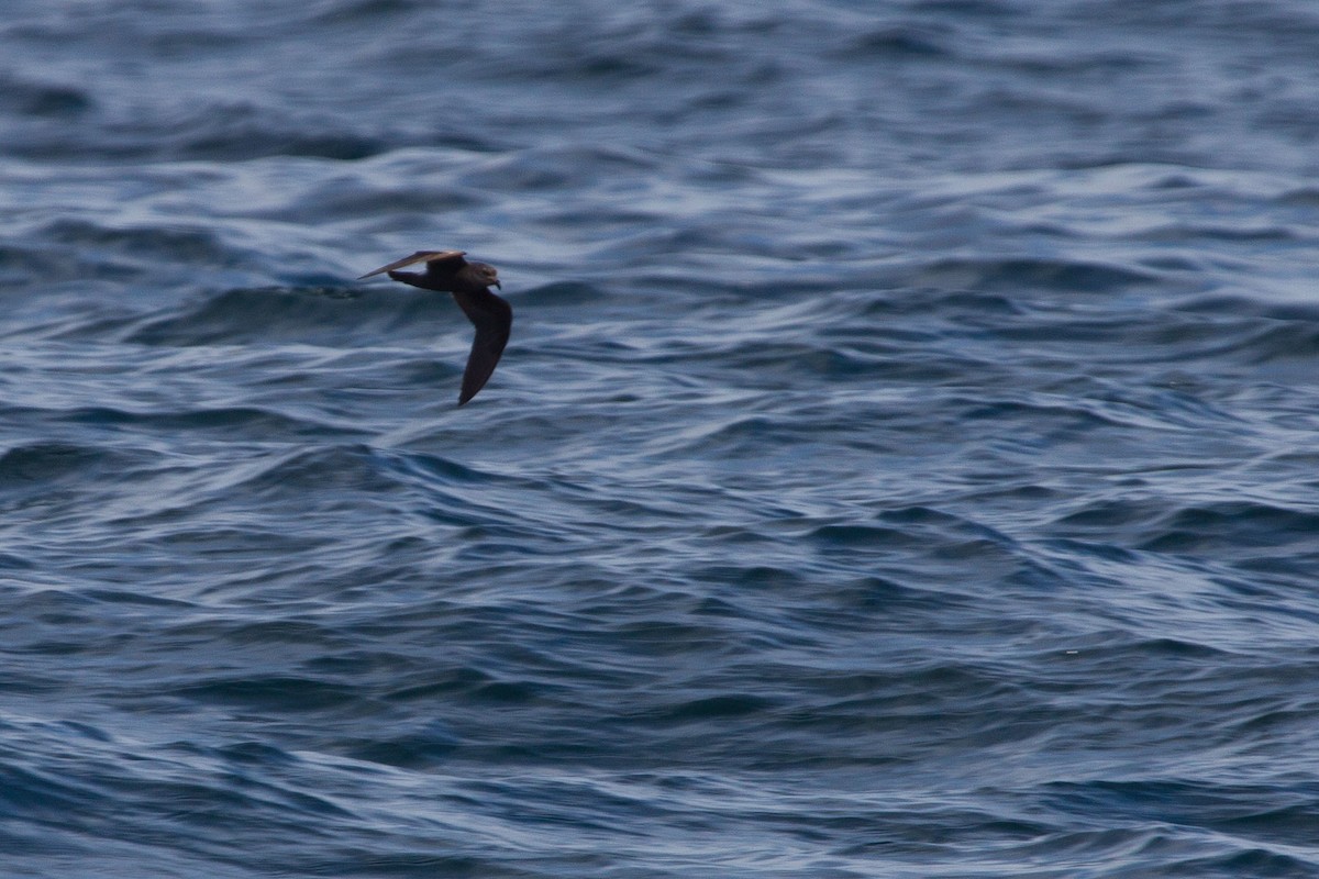 Leach's Storm-Petrel - Graham Williams