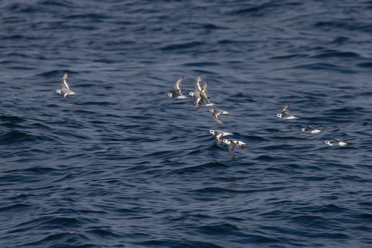 polarsvømmesnipe - ML128648691