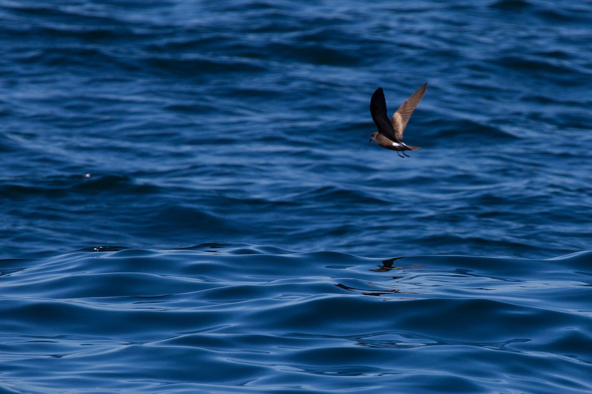 Wilson's Storm-Petrel - ML128648781