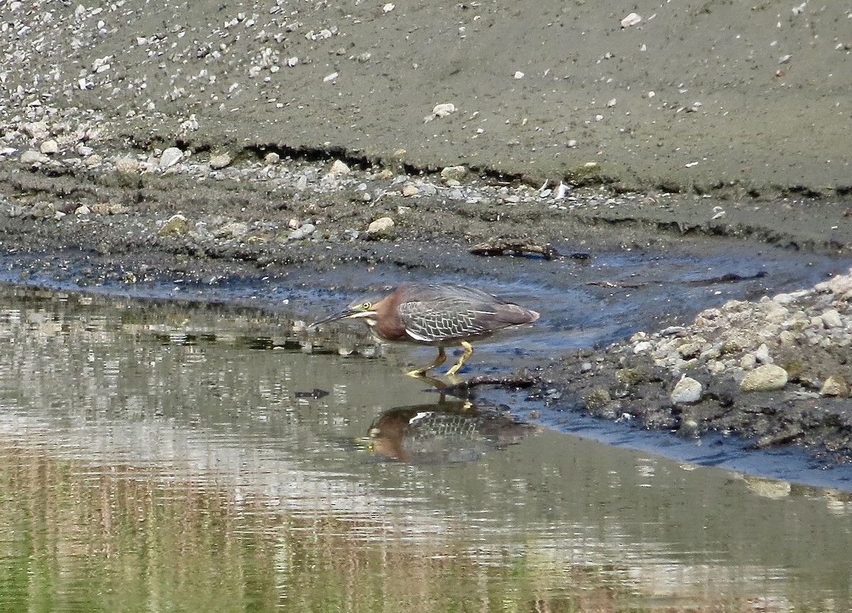 Green Heron - ML128648841