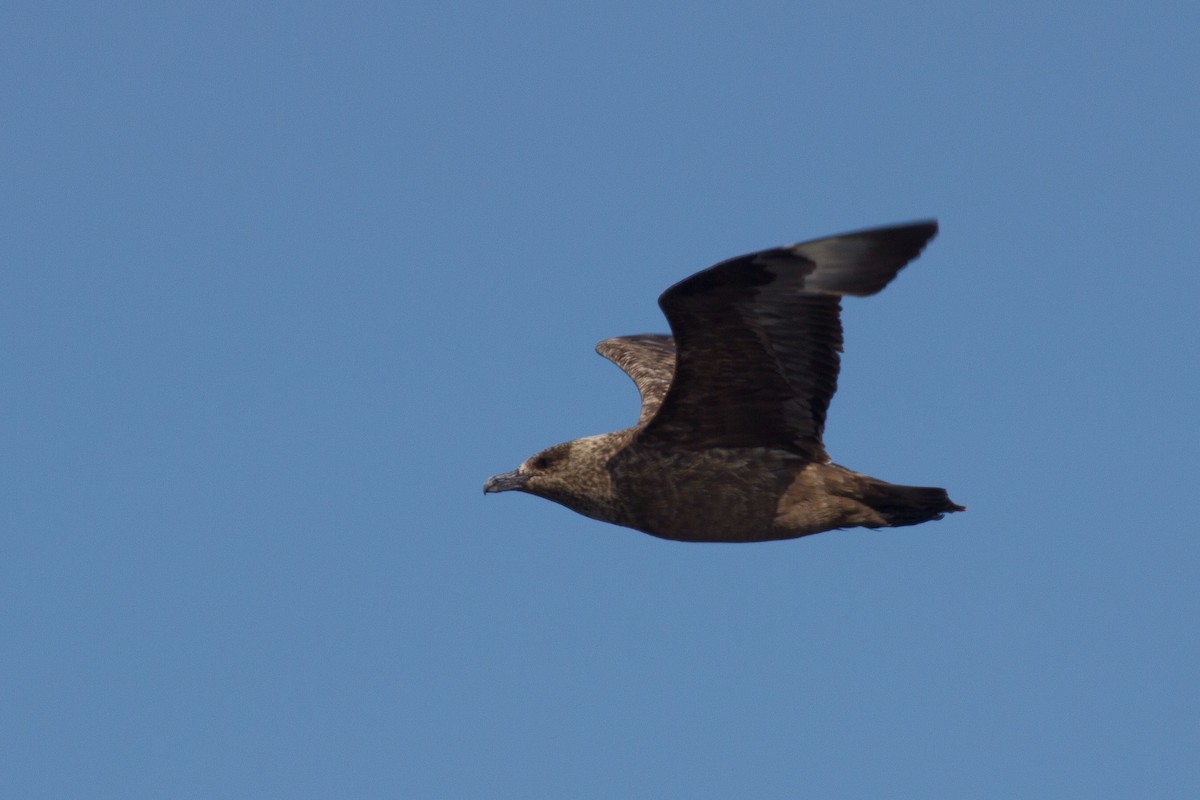 Great Skua - ML128648911