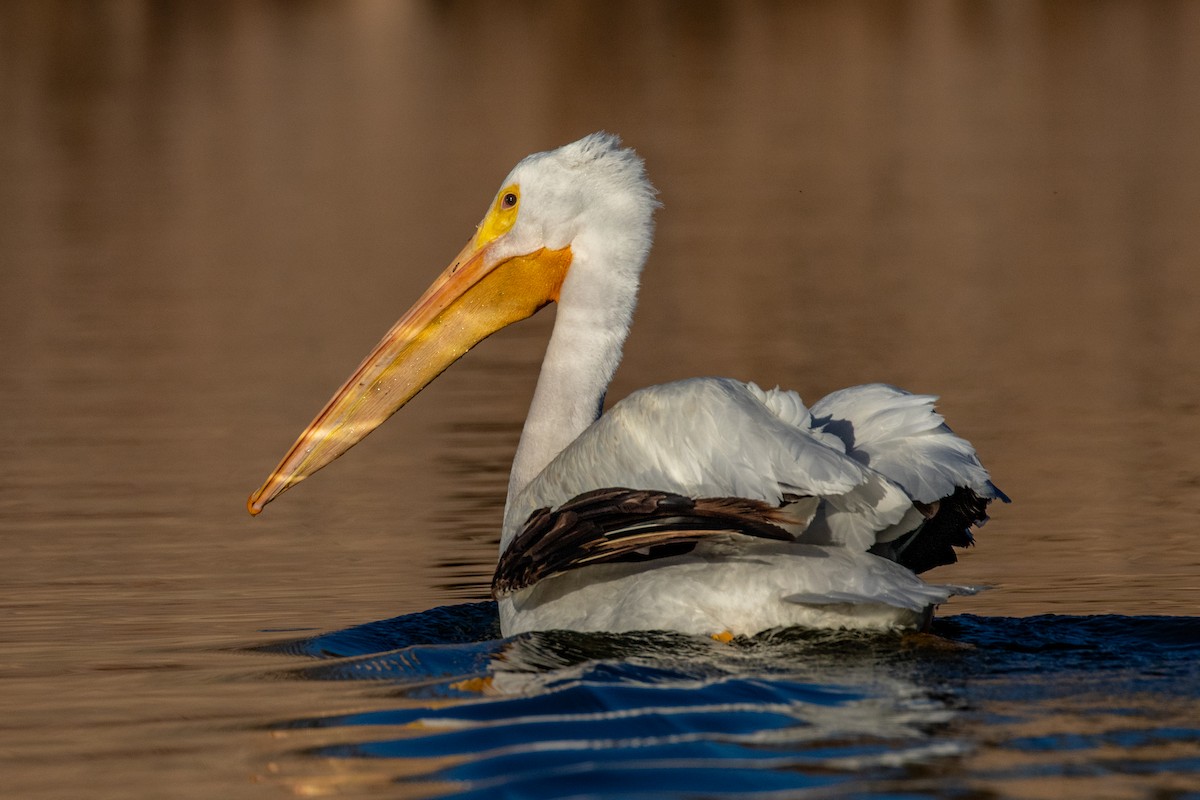 American White Pelican - ML128651541