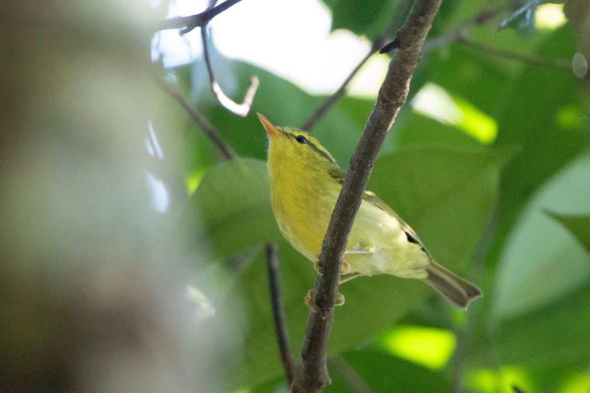 Hartert's Leaf Warbler - Ayuwat Jearwattanakanok