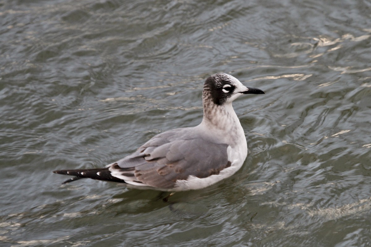 Franklin's Gull - ML128652611