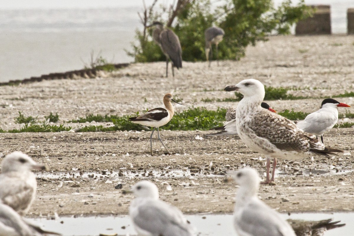 American Avocet - ML128653251