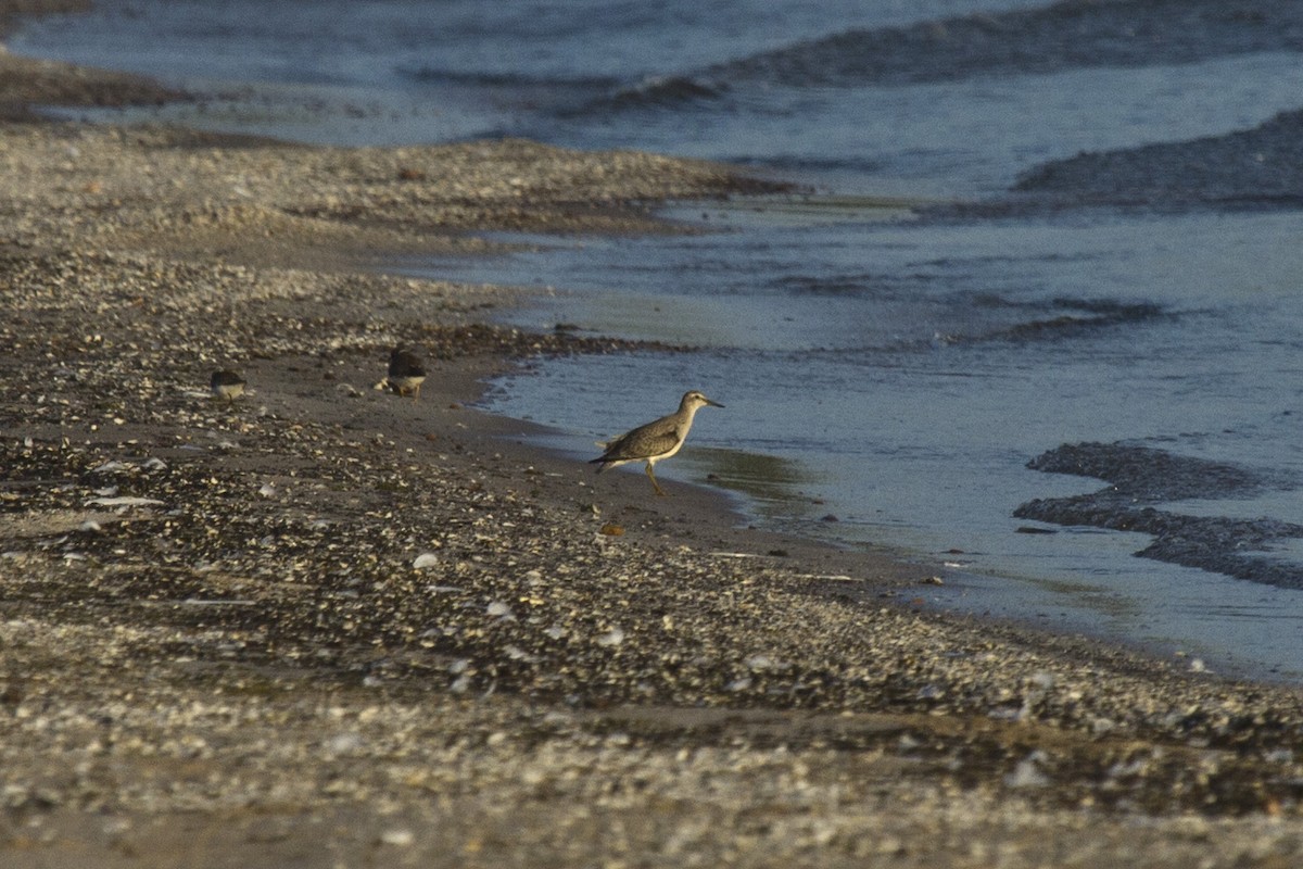 Red Knot - ML128653301