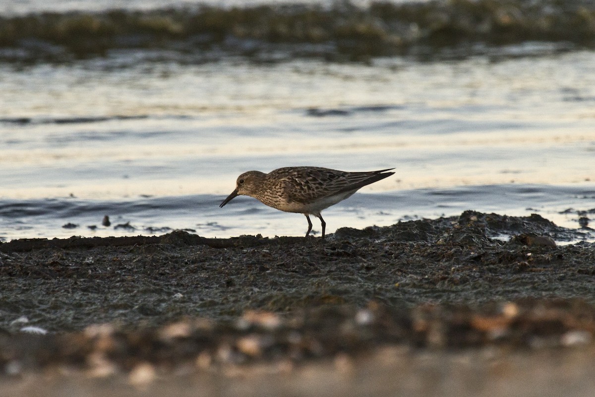 White-rumped Sandpiper - ML128653381