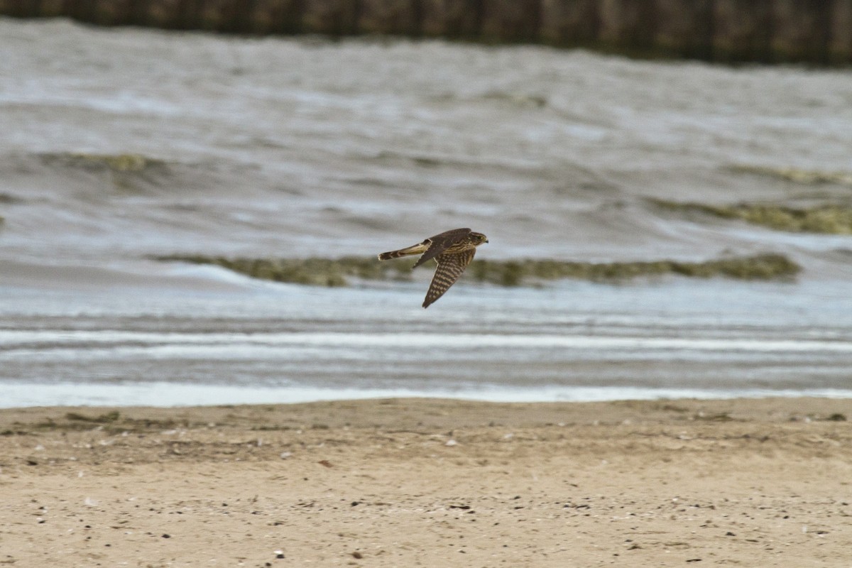 Merlin (columbarius) - ML128653411