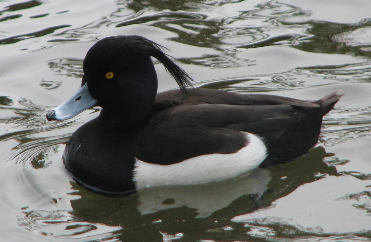 Tufted Duck - Jeff Hoppes