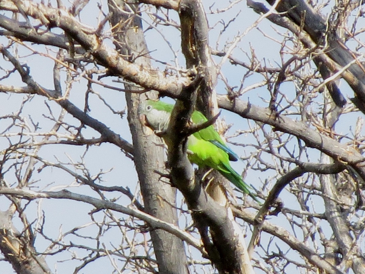 Monk Parakeet (Monk) - ML128655851