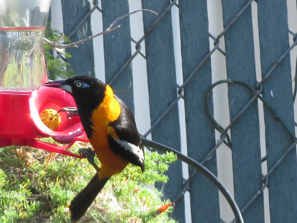 Venezuelan Troupial - Edana Salisbury