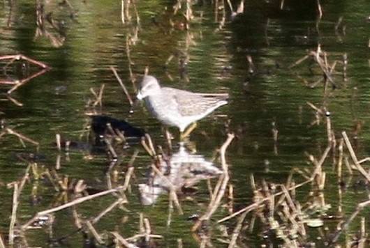 Stilt Sandpiper - Nick Pulcinella