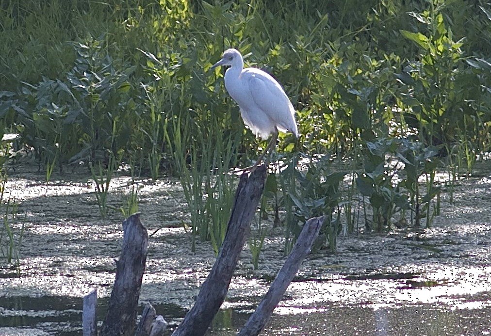 Little Blue Heron - Nick Pulcinella