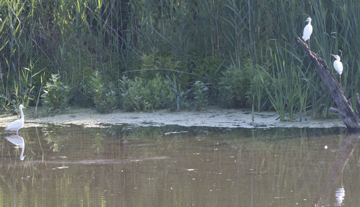 Little Blue Heron - ML128658731