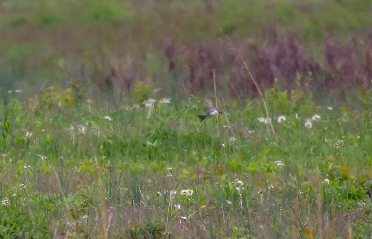 Fork-tailed Flycatcher - ML128660191