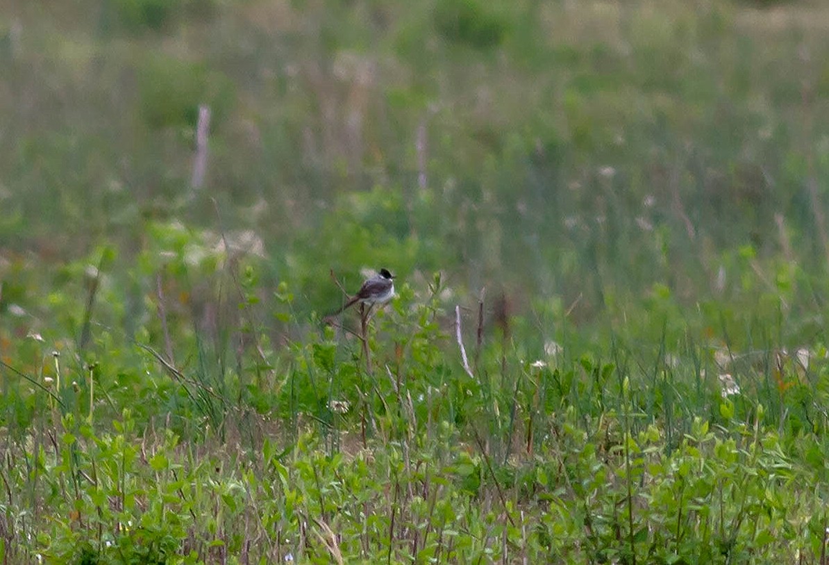 Fork-tailed Flycatcher - Nick Pulcinella