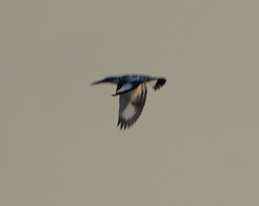 Pied Kingfisher - ML128660801