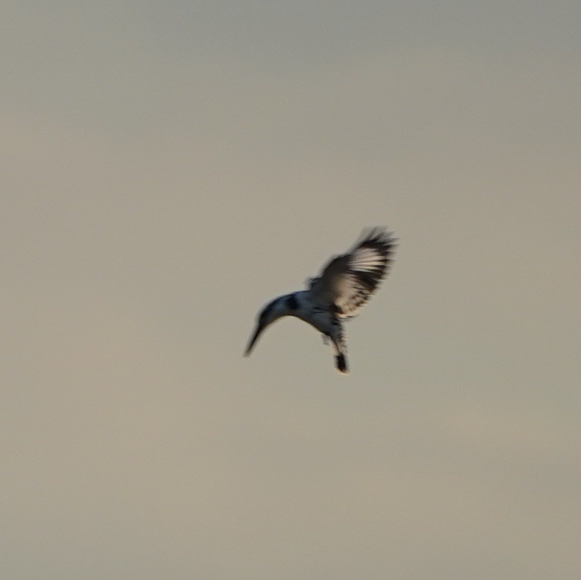 Pied Kingfisher - ML128660811