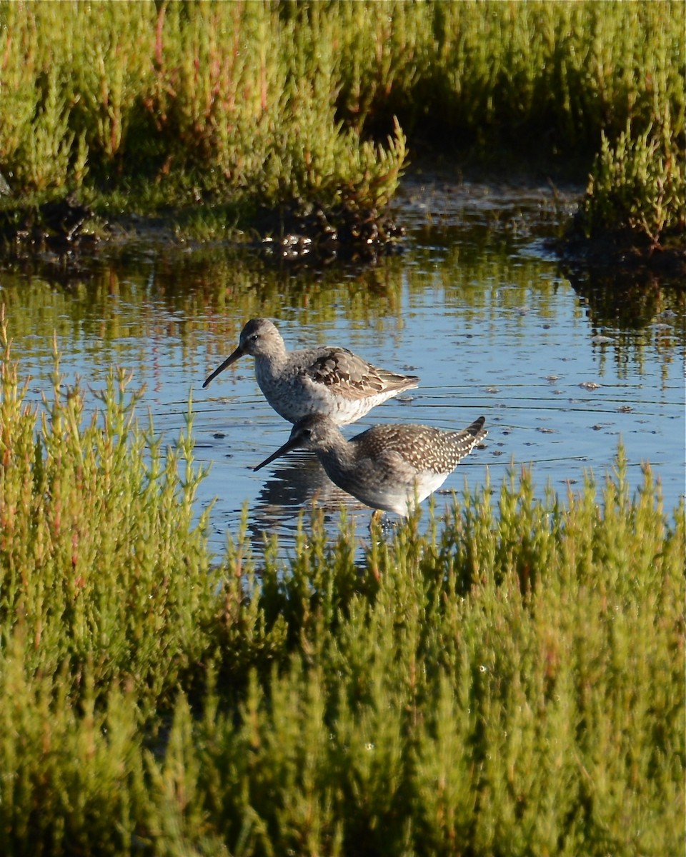 Stilt Sandpiper - ML128661251