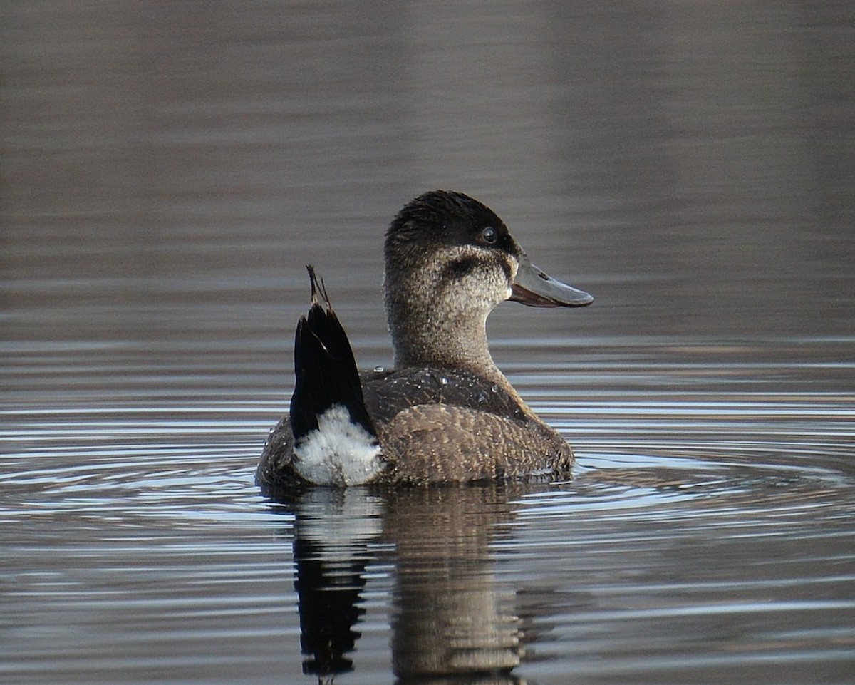 Ruddy Duck - ML128662231