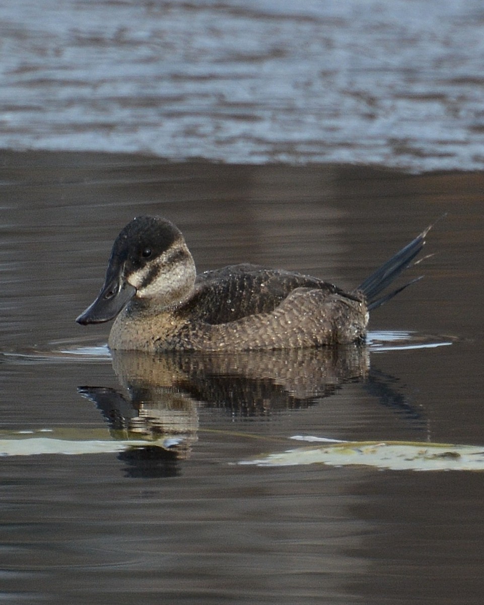 Ruddy Duck - ML128662241