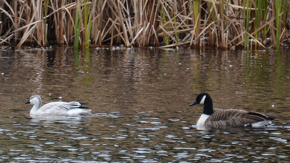 Snow Goose - ML128663951