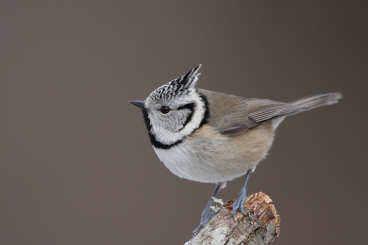 Crested Tit - Javier Robres