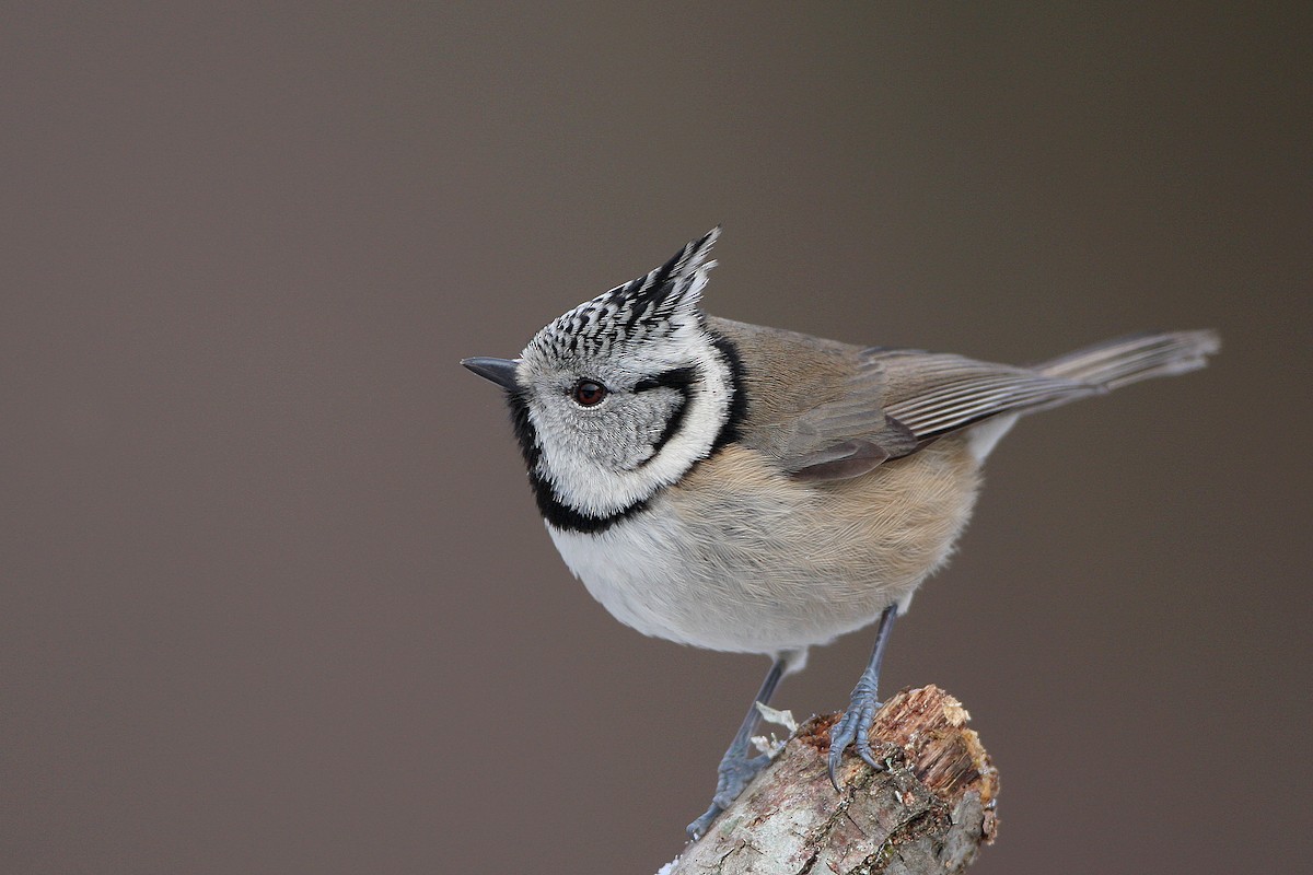 Mésange huppée - ML128664761