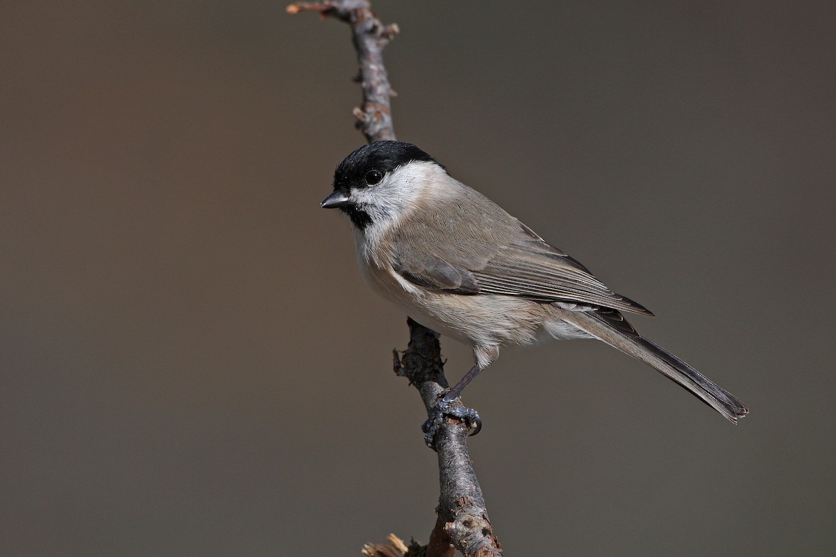 Marsh Tit - Javier Robres