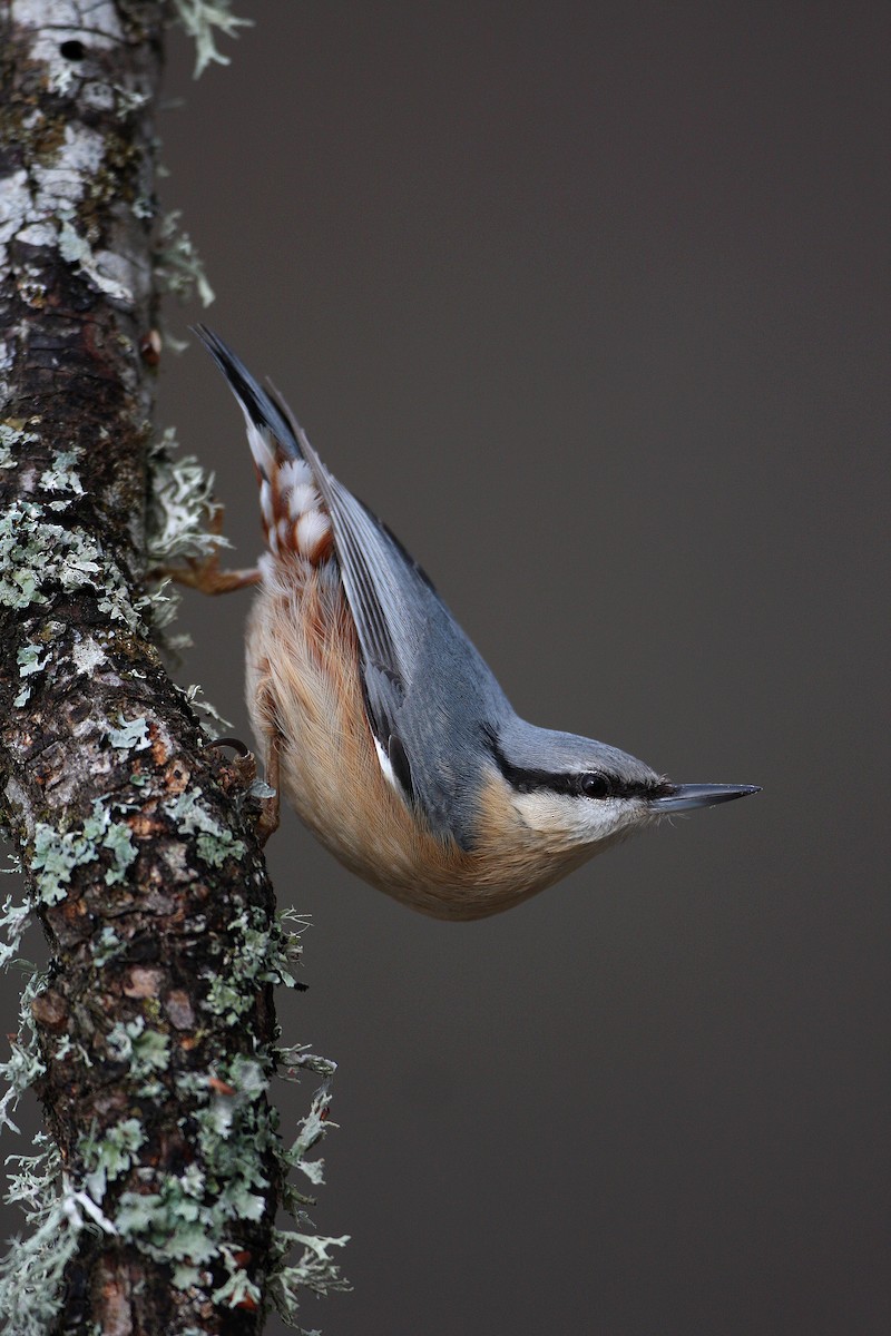 Eurasian Nuthatch - ML128664921