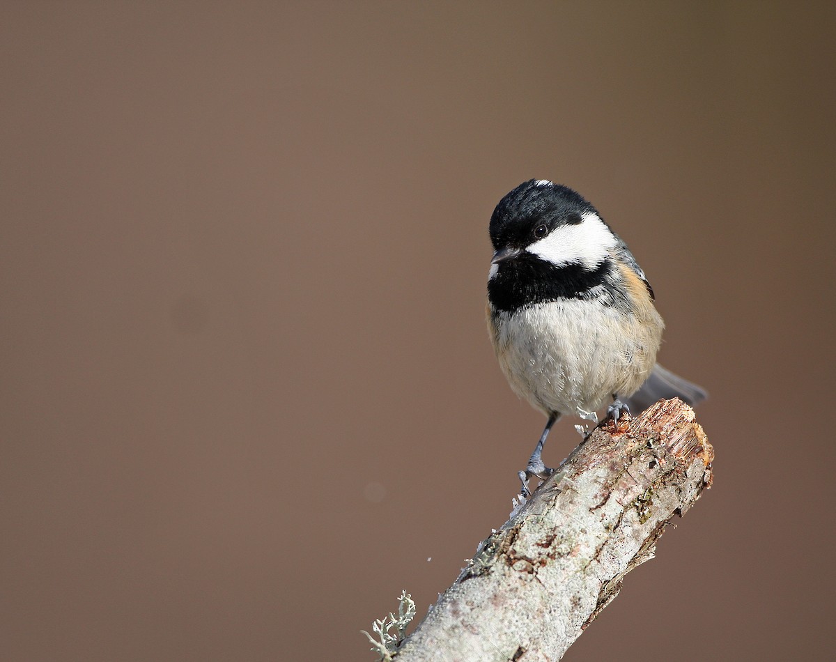 Mésange noire - ML128664951