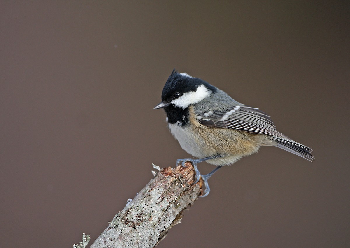 Coal Tit - ML128664961